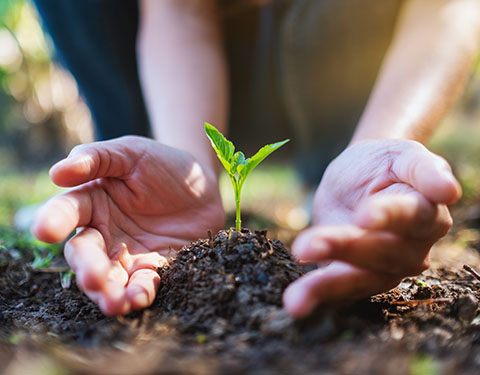 Tree being planted for sustainable foiling